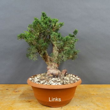 Juniperus chinensis 'Blaauw'